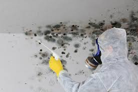 Trusted Bloomington, CA Mold Removal & Remediation Experts